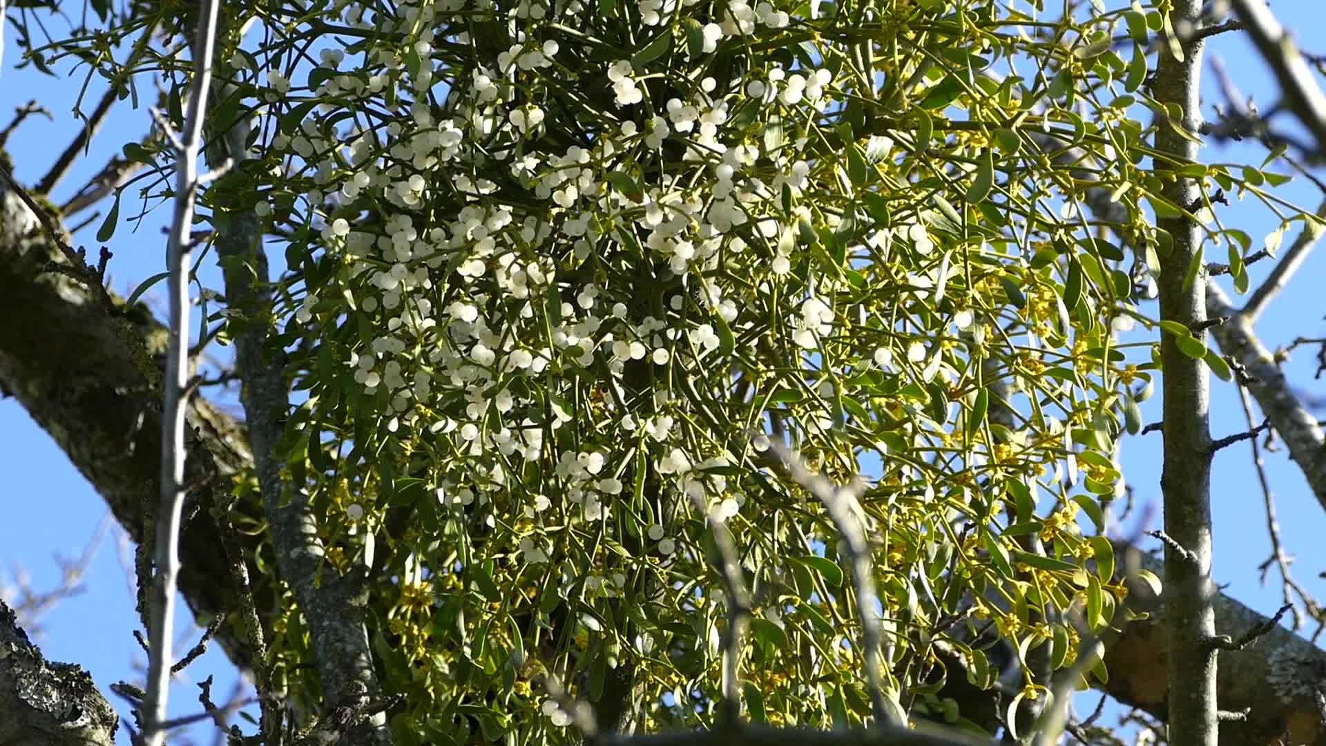 春天德国的一棵树上有成熟的果实视频的预览图