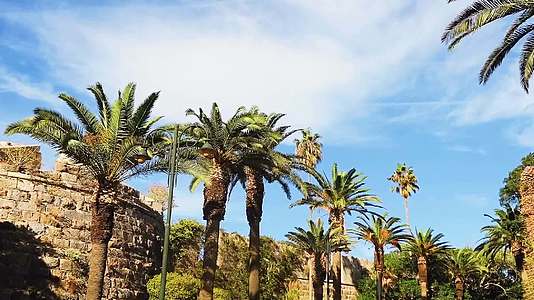 热带棕榈树和蓝天在炎热的夏天自然和旅行视频的预览图