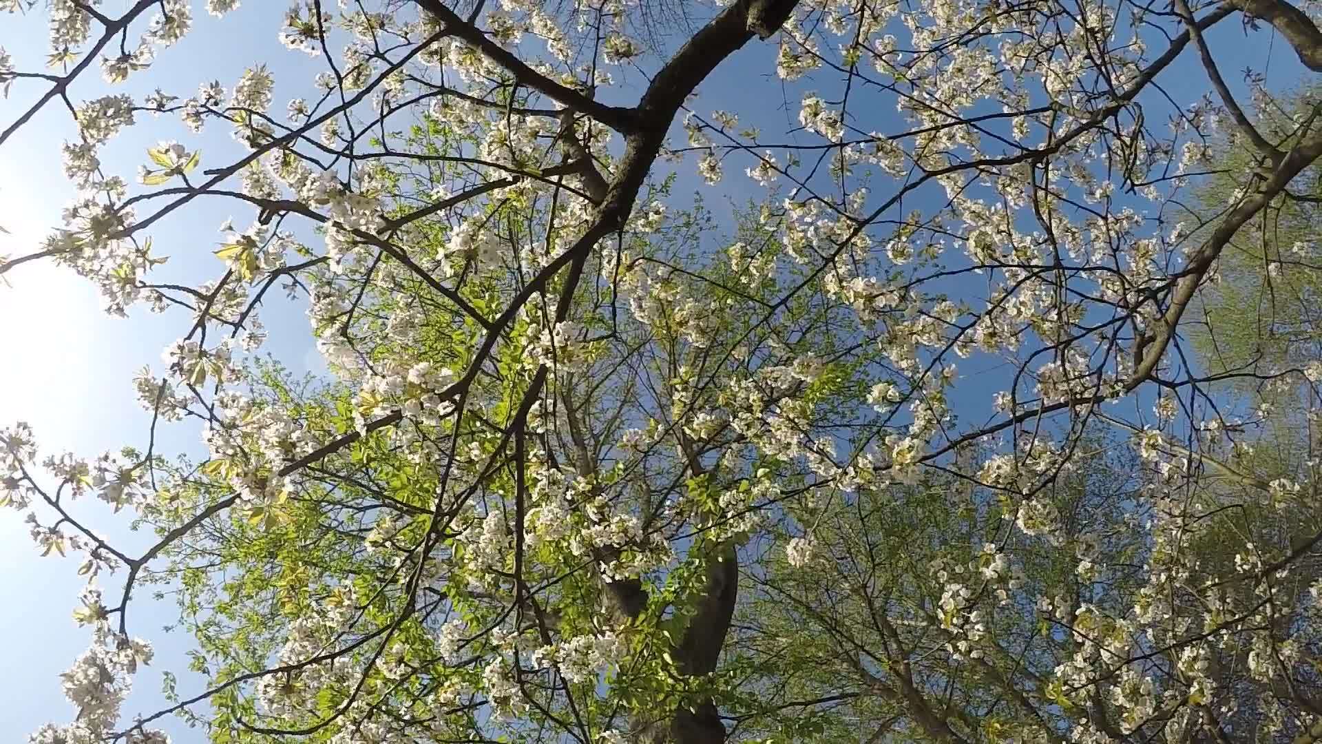 春天樱花配有相机驱动器视频的预览图