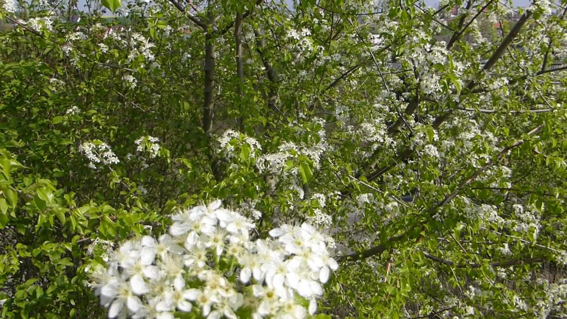 德国春天樱花盛开视频的预览图