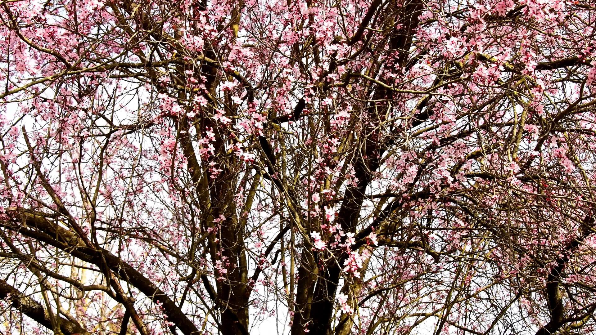 日本樱花在德国盛开视频的预览图