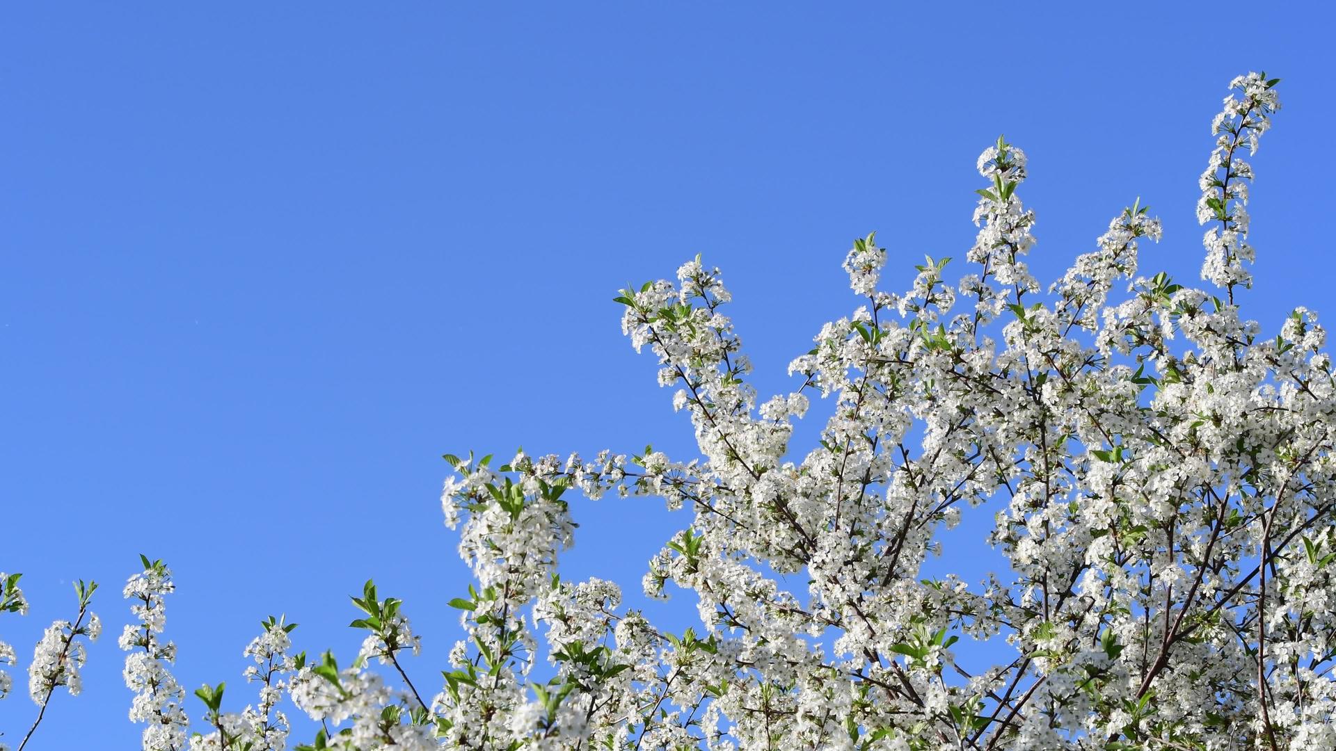 蓝天背景樱桃树花的真色近视视频的预览图