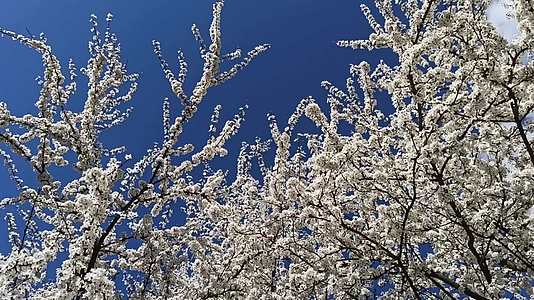 蓝天背景下的樱花是白色的春花园视频的预览图
