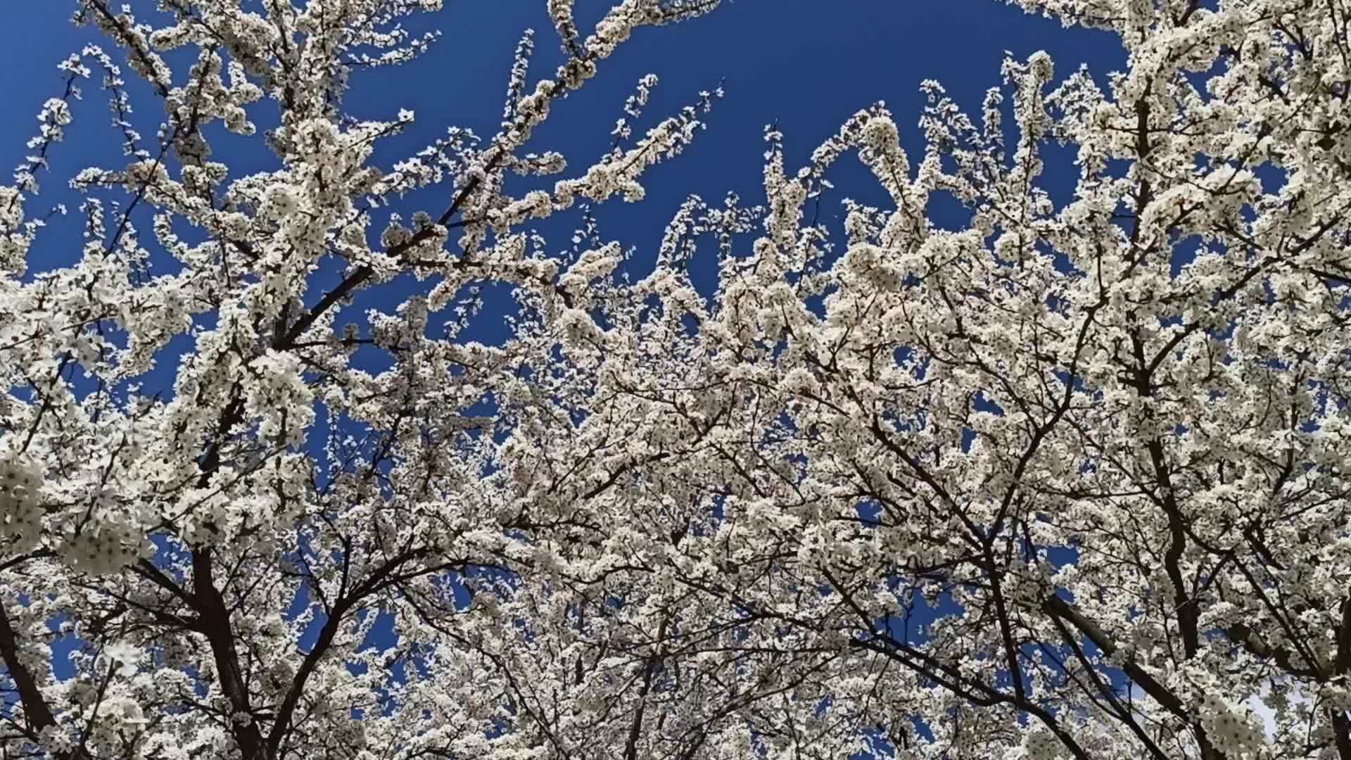 蓝天背景下的樱花是白色的春花园视频的预览图