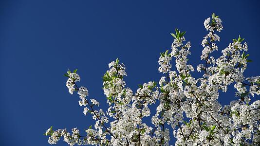 蓝天背景樱桃树花近视高contrastclose视频的预览图