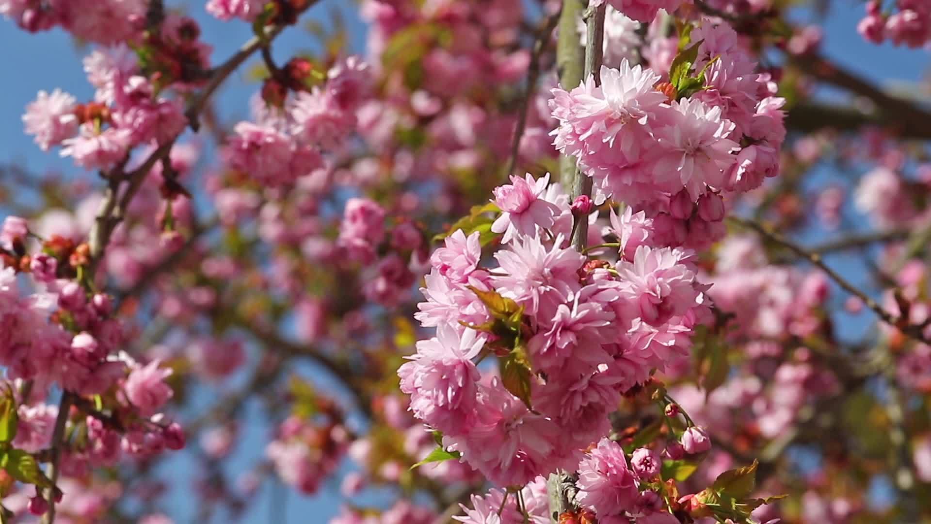 樱花树在微风中盛开视频的预览图