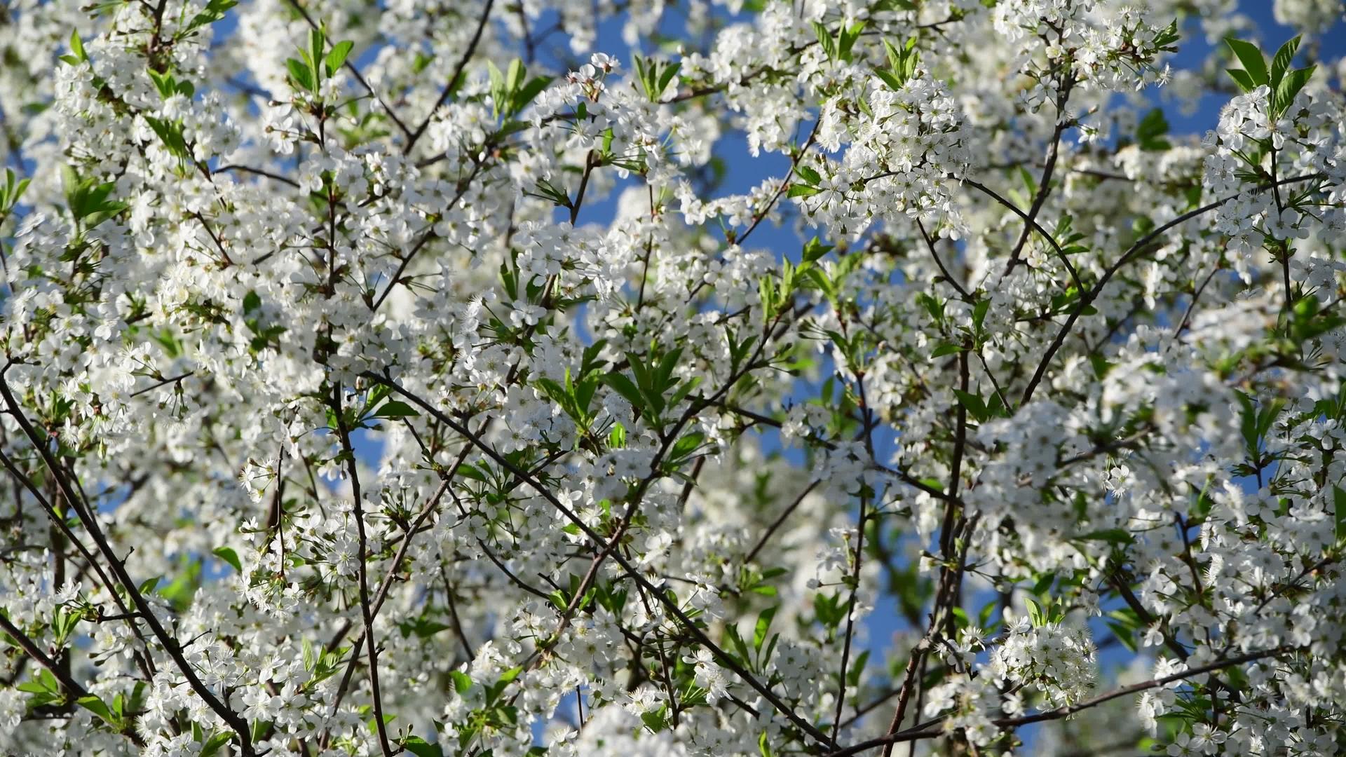 蓝天背景樱桃树的花很近视视频的预览图