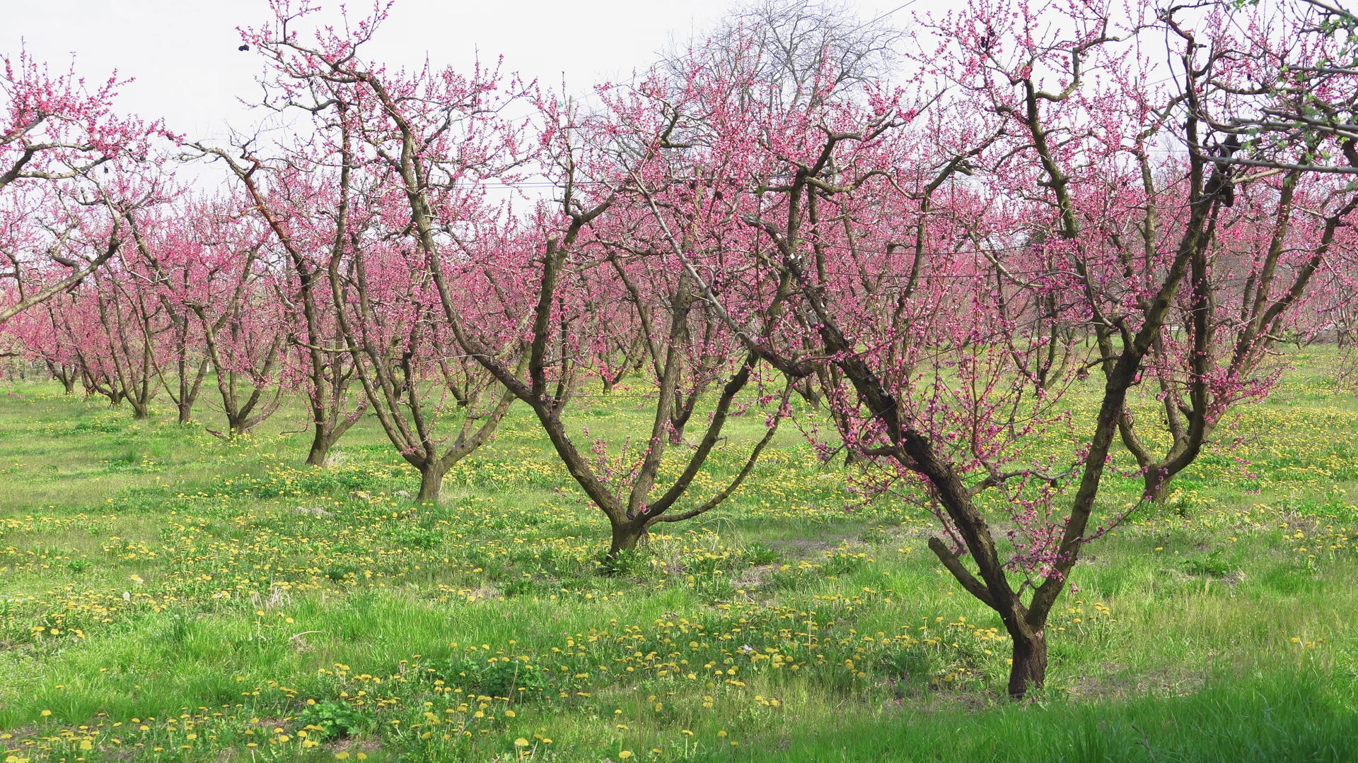 樱花树有粉红色和红色的花朵蓝天背景视频的预览图