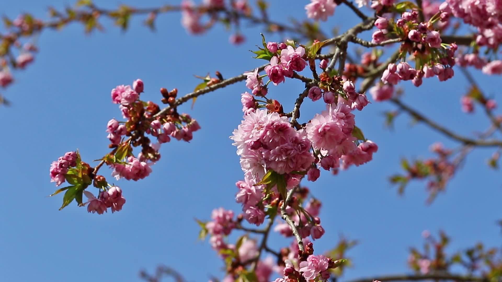 蓝天在幕后sakura树上视频的预览图