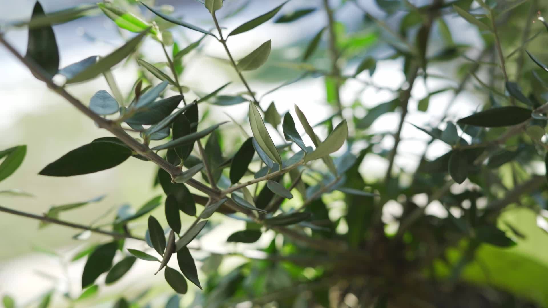 窗台上种植了橄榄树视频的预览图