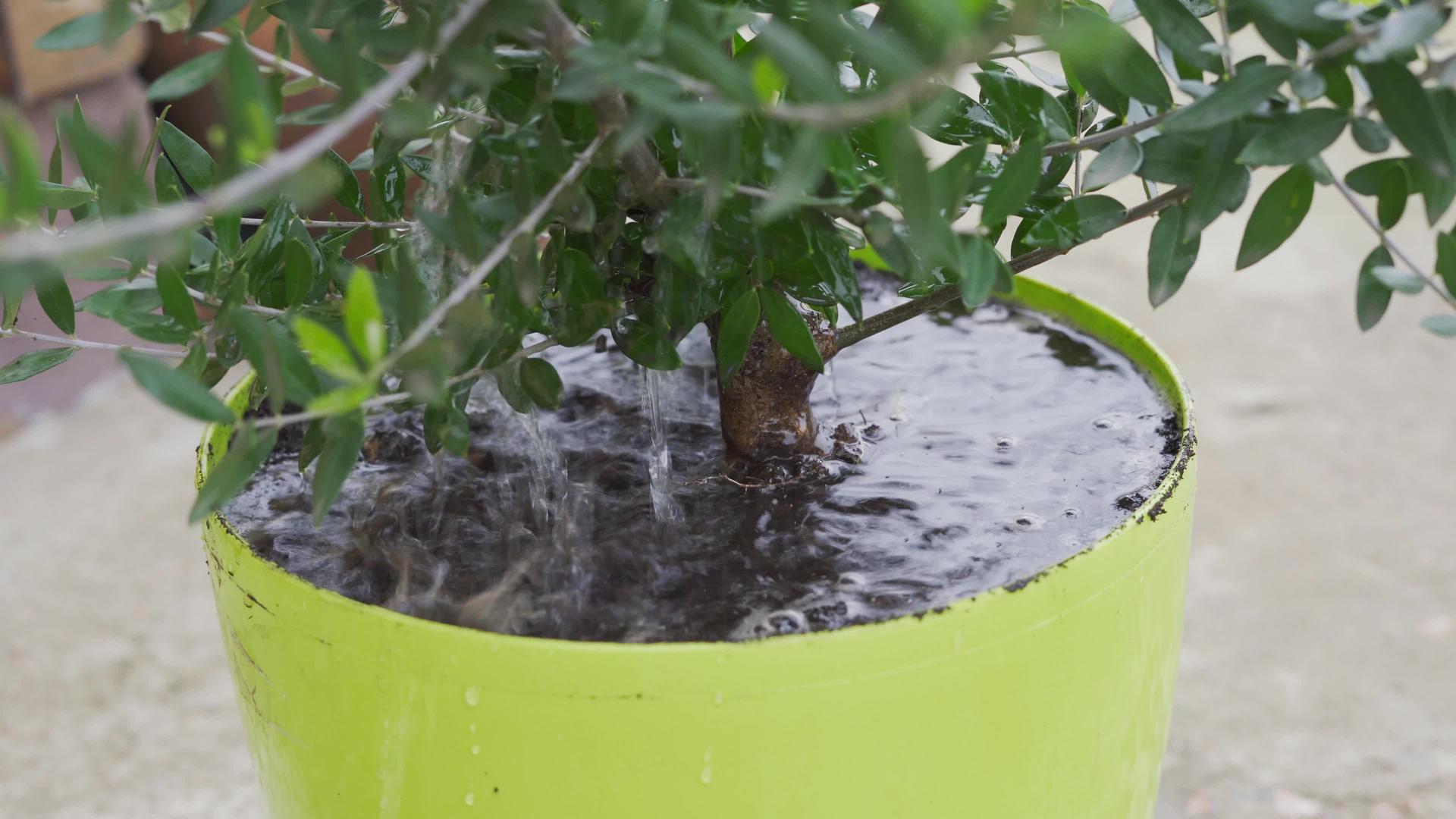 在室内橄榄树上用大锅里的水净化水视频的预览图