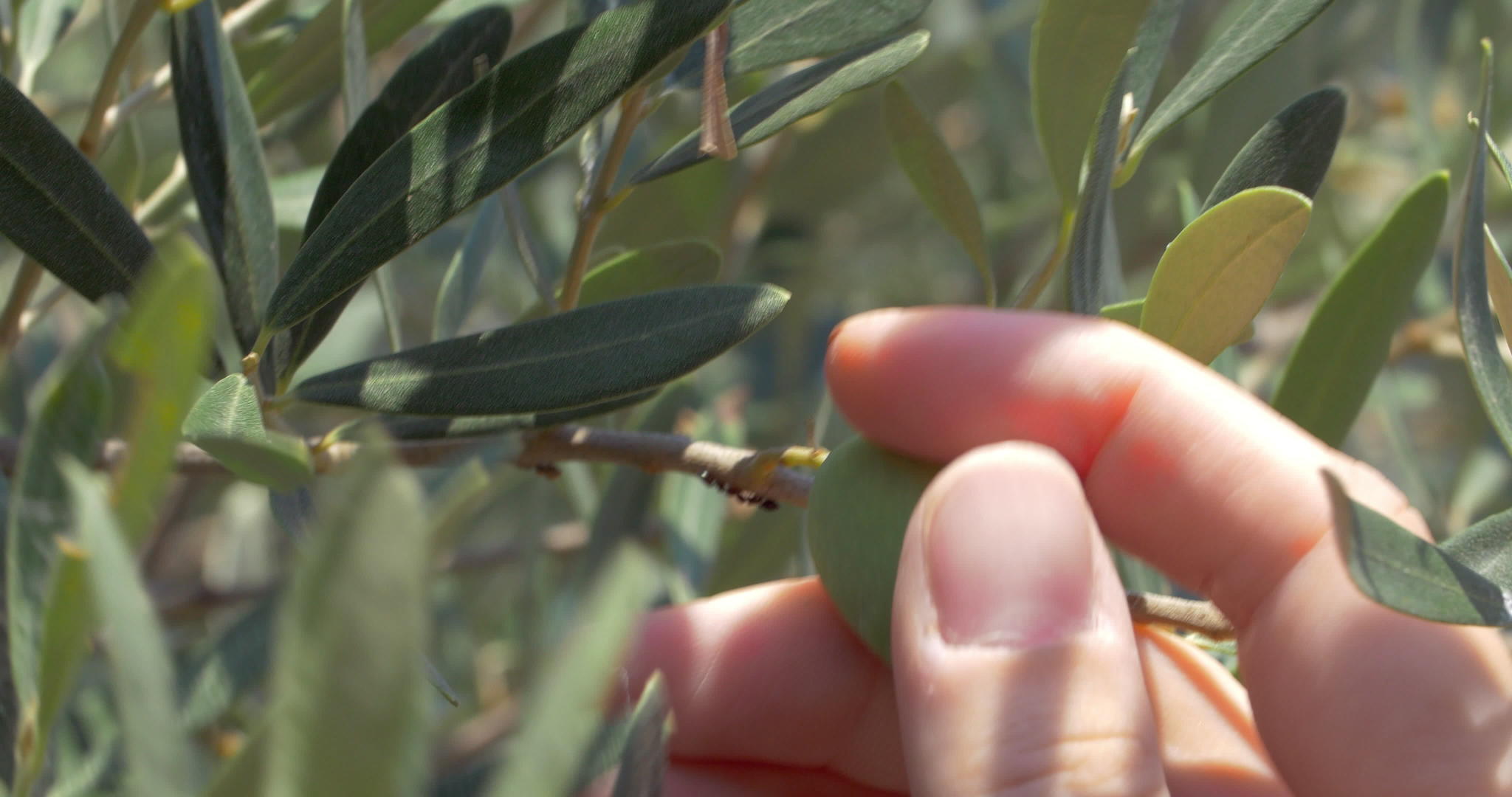 从树上采摘橄榄视频的预览图