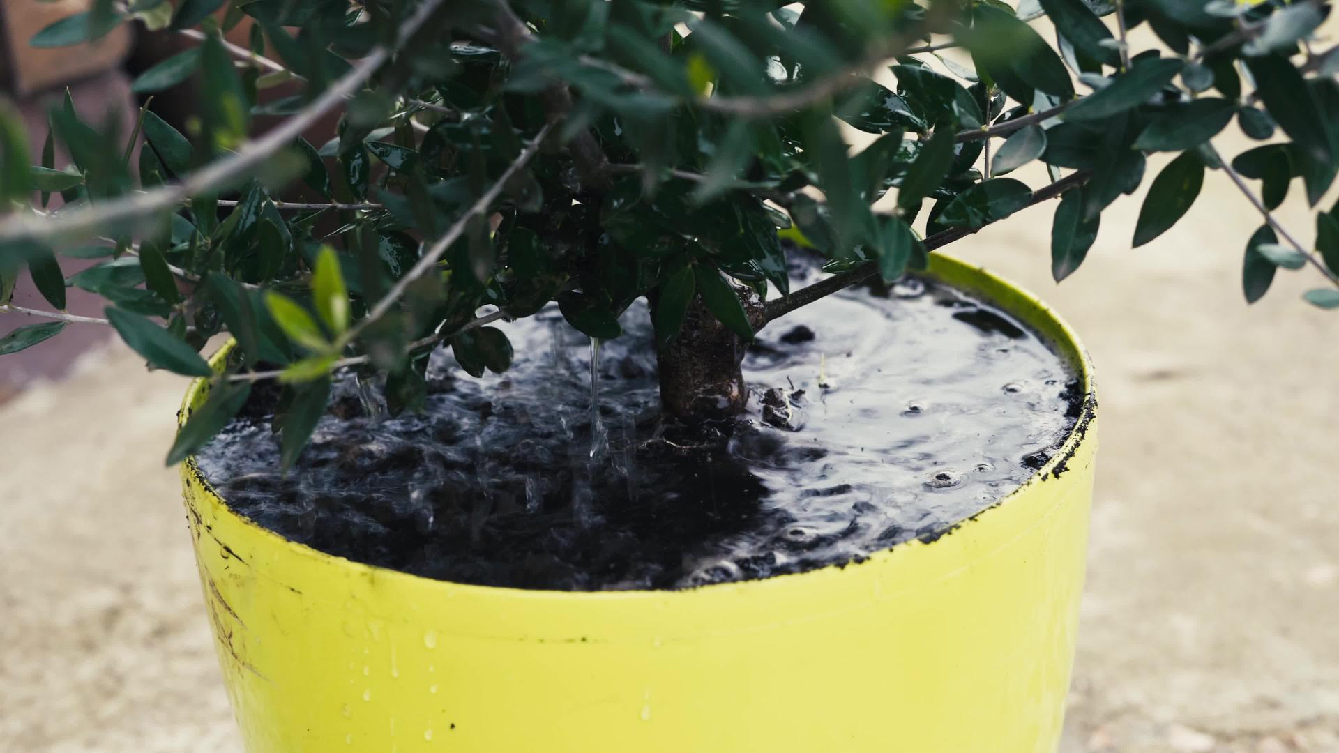 室内橄榄树在室外锅中浇水视频的预览图