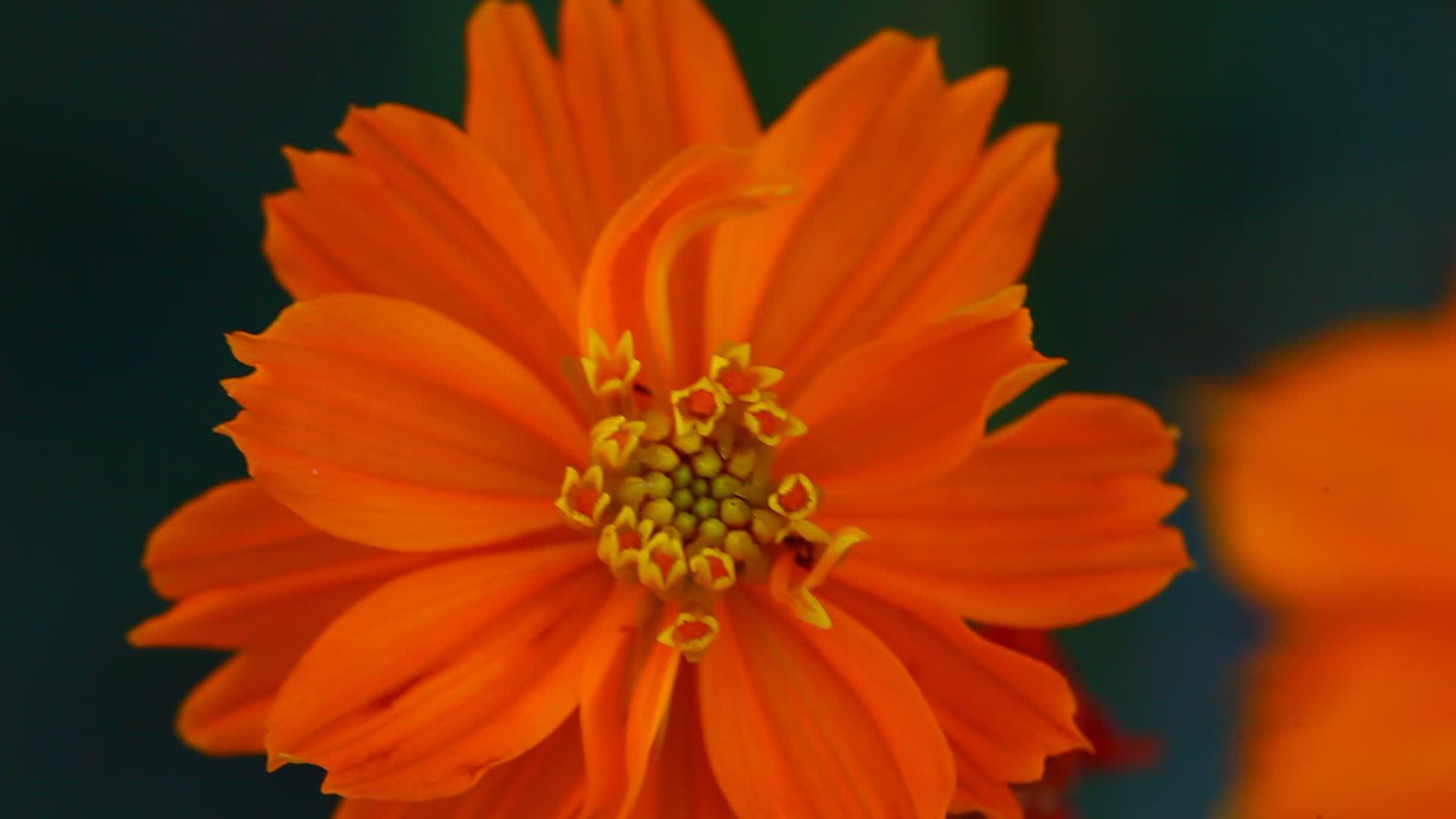 橙色宇宙花的宏观视频视频的预览图