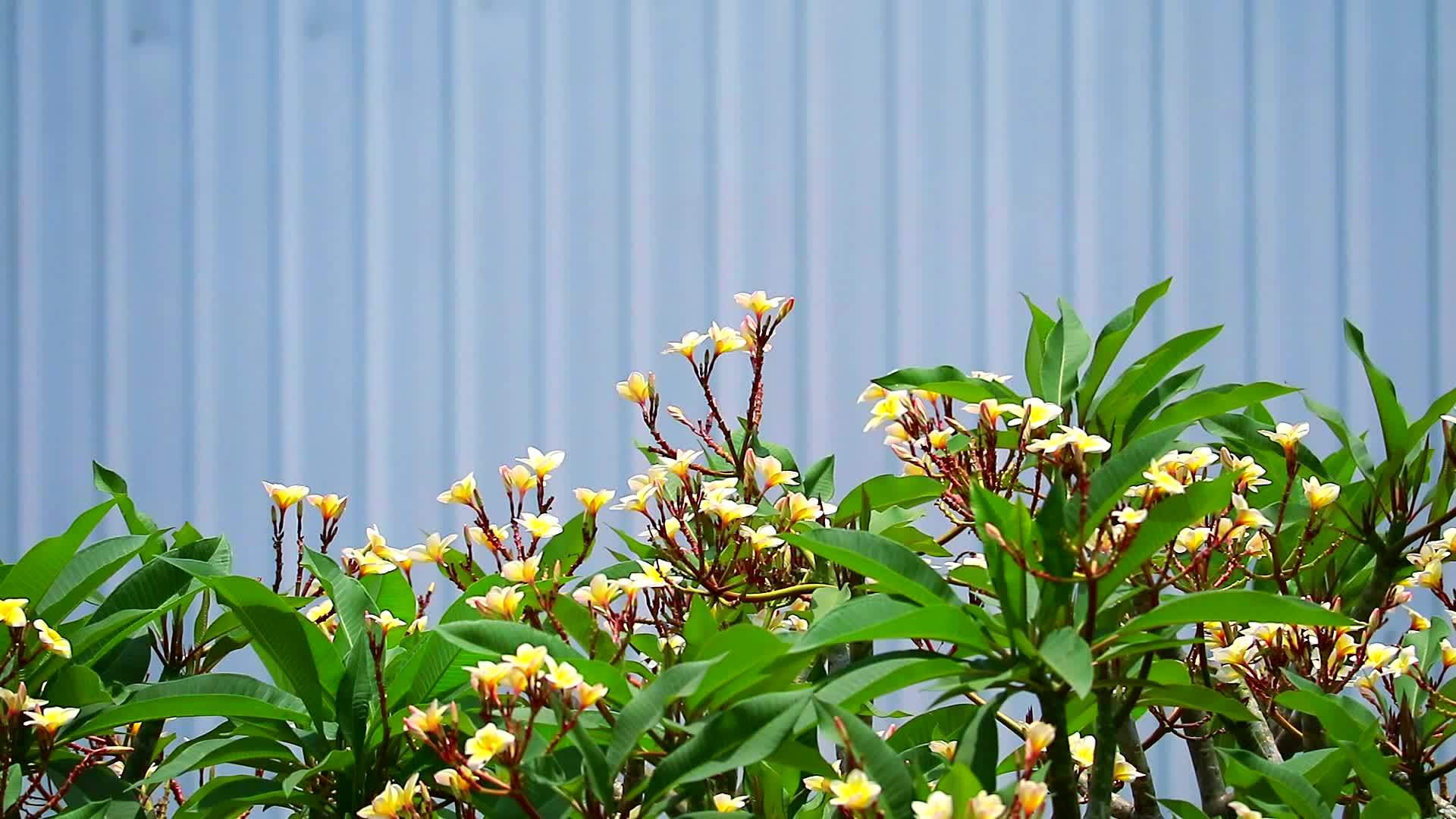梅花作为公园的装饰植物非常受欢迎视频的预览图