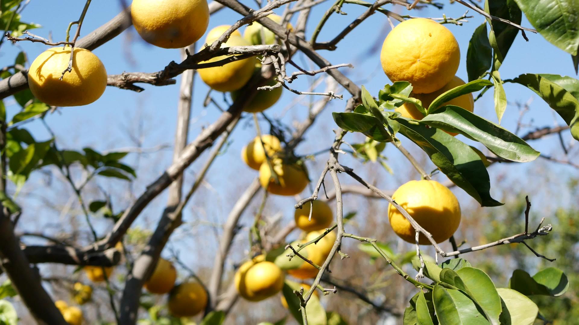 美国加利福尼亚州的柑橘果实光秃秃的无叶树视频的预览图