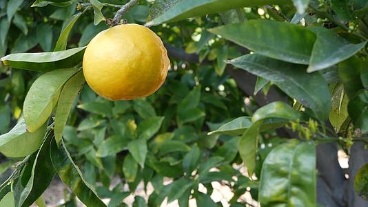 美国加利福尼亚州树上的柑橘果实春天花园视频的预览图