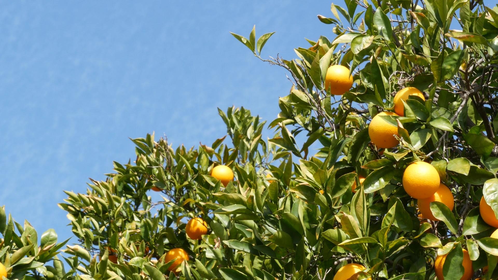 美国加利福尼亚州树上的柑橘果实春天花园视频的预览图