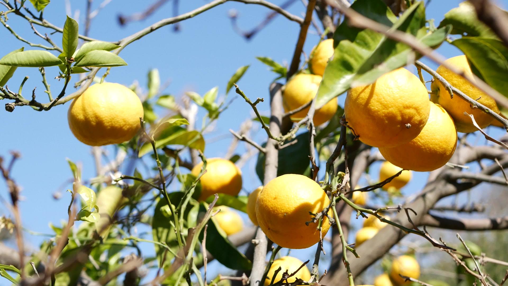 美国加利福尼亚州的柑橘果实光秃秃的无叶树视频的预览图