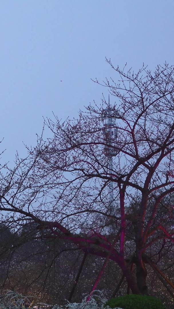 武汉东湖樱花园日本建筑五重塔夜景樱花材料视频的预览图
