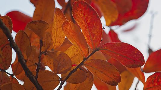 秋季细节13的橙色叶子视频的预览图
