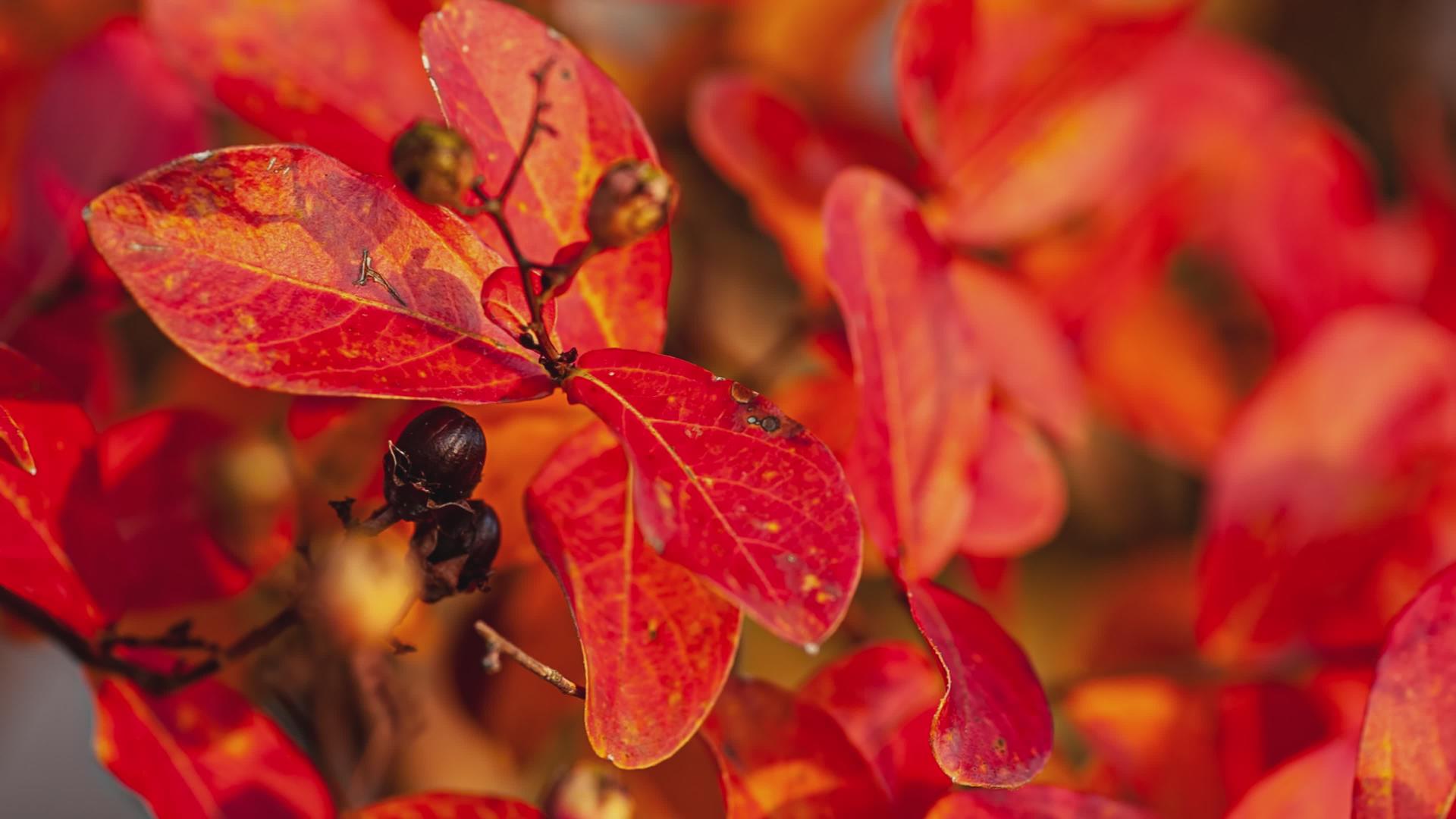 秋季细节9的橙色叶子视频的预览图