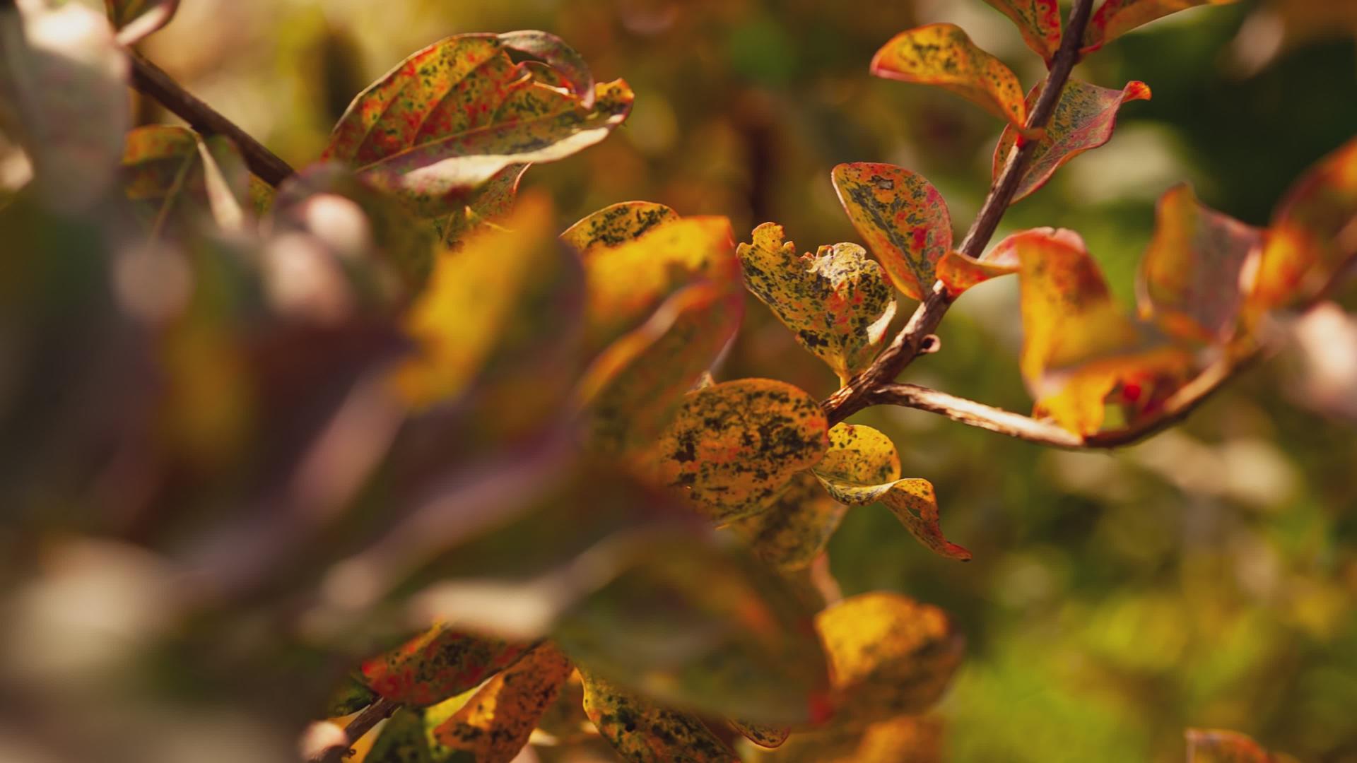 秋季细节3中的橙色叶子视频的预览图