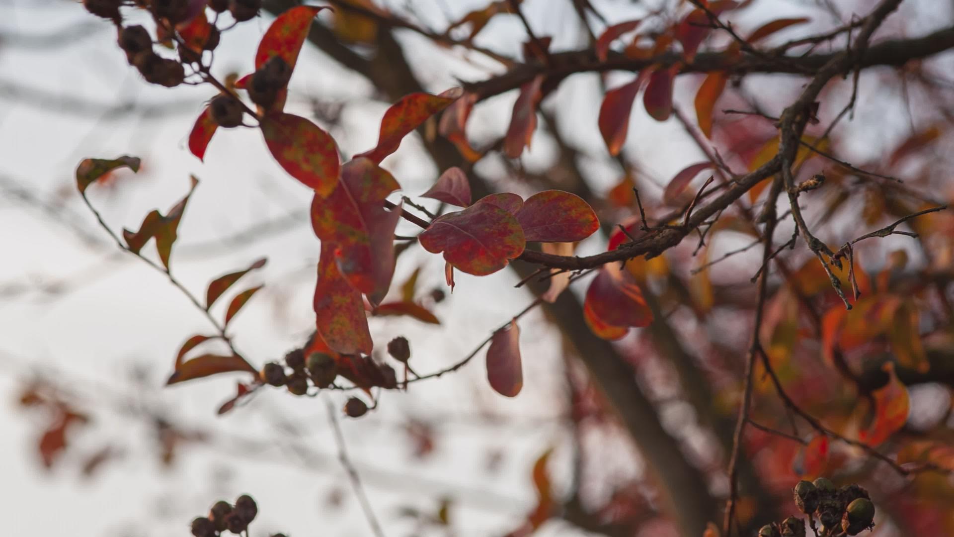 秋季细节11的橙色叶子视频的预览图