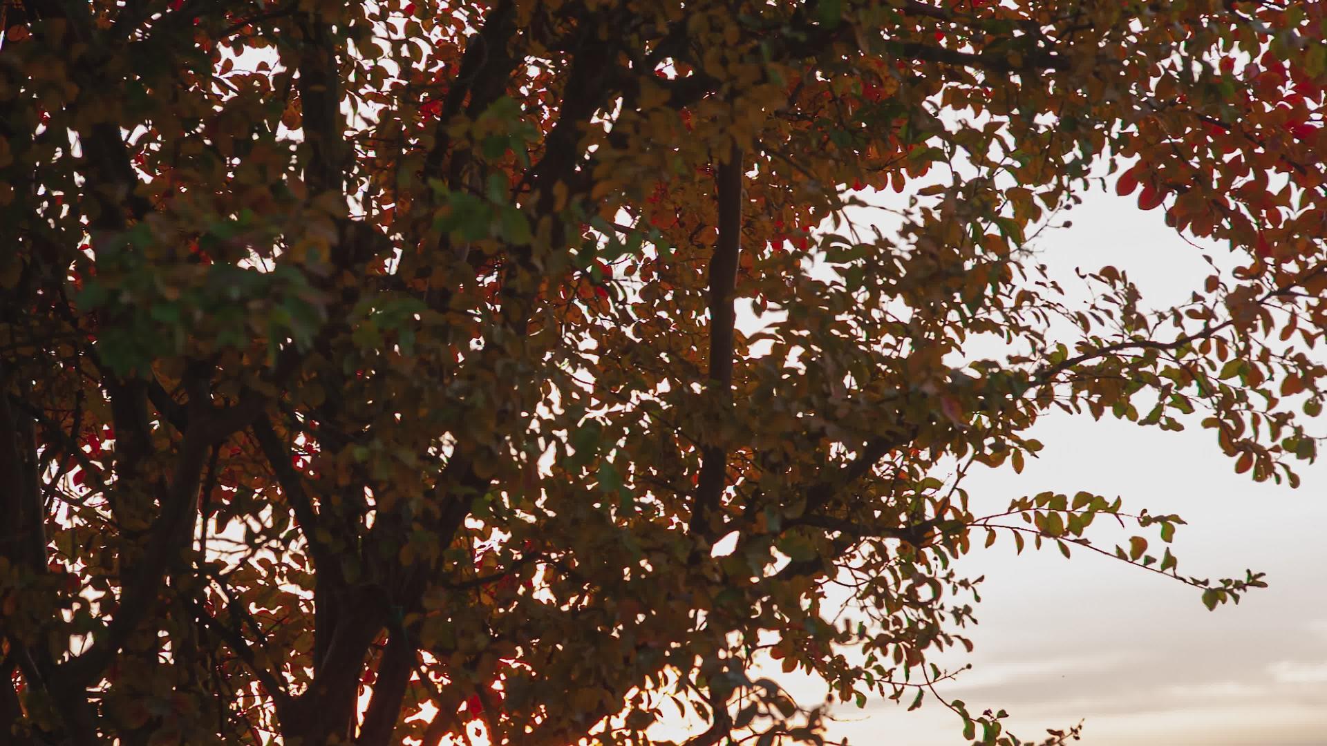 秋季细节20的橙色叶子视频的预览图