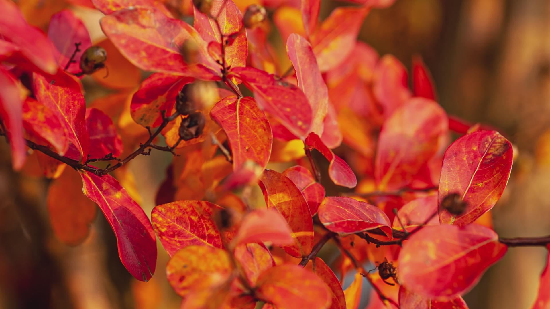 秋季细节8中的橙色叶子视频的预览图