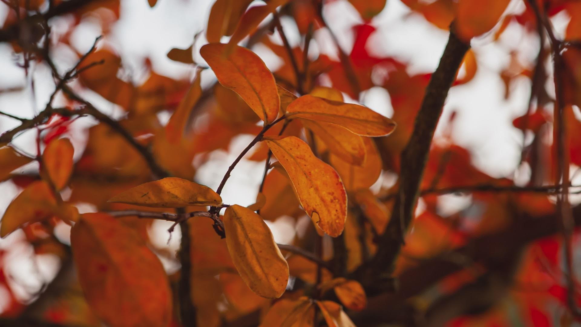 秋叶橙叶细节12视频的预览图