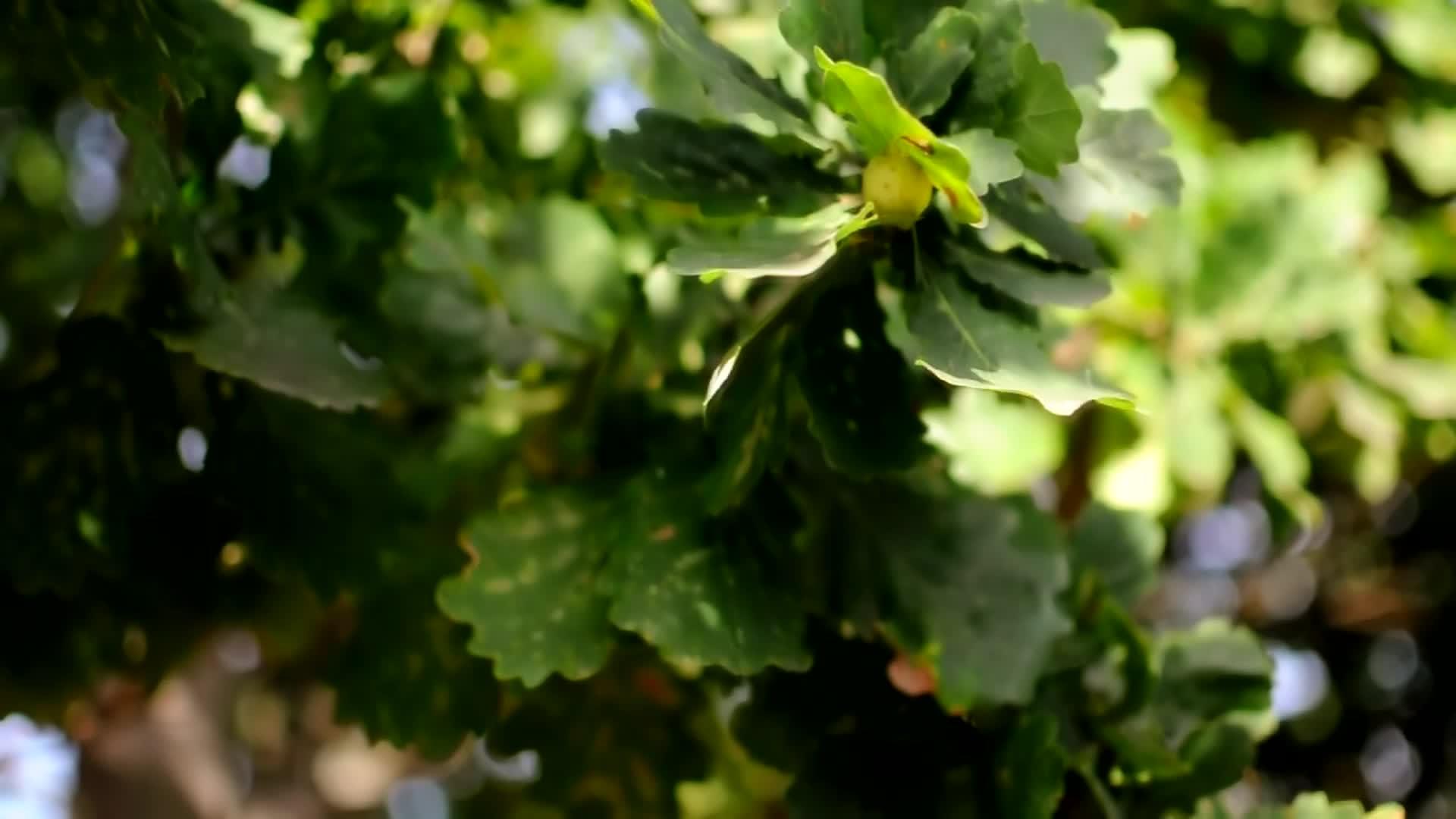 在阳光明媚的夏天橡子的橡树枝在风中摇曳自然的背景和绿树视频的预览图