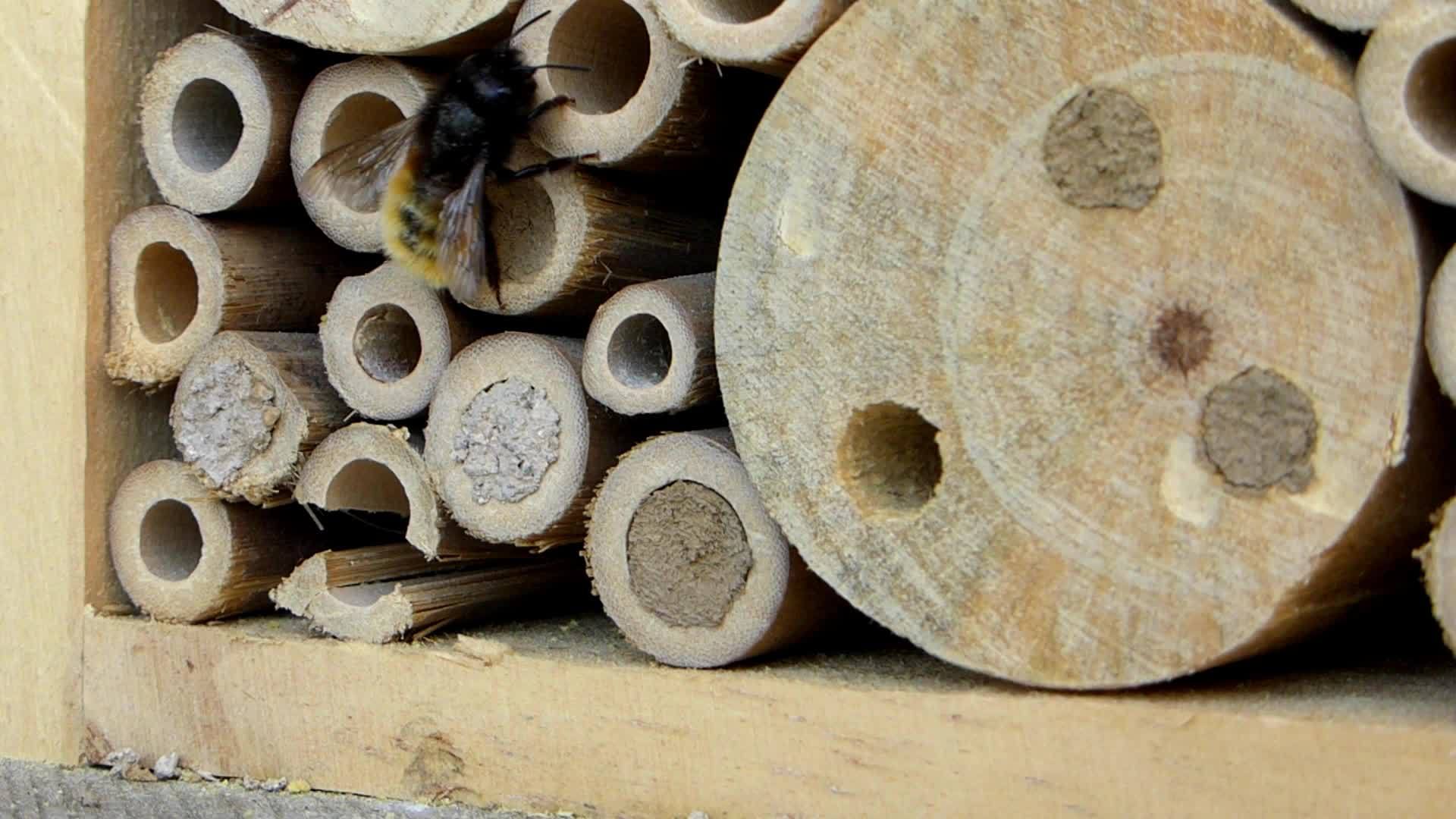 欧洲兰花蜜蜂飞进昆虫旅馆视频的预览图