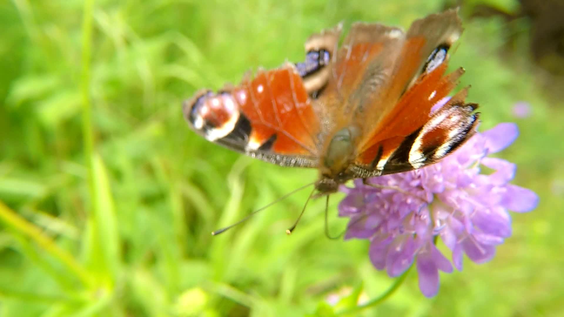 田野白鲸花上的孔雀蝴蝶在德国视频的预览图