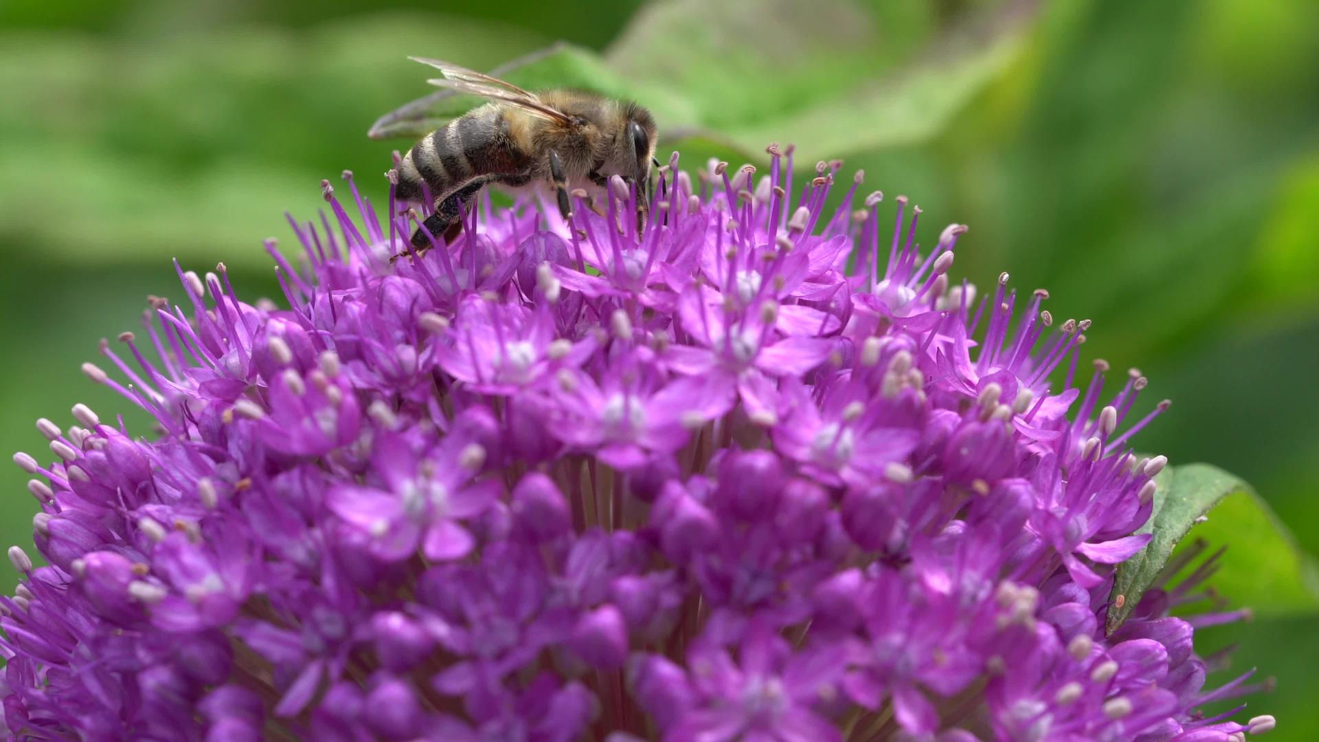 欧洲蜂蜜蜜蜂蜜蜂蛋白蜂蜜视频的预览图
