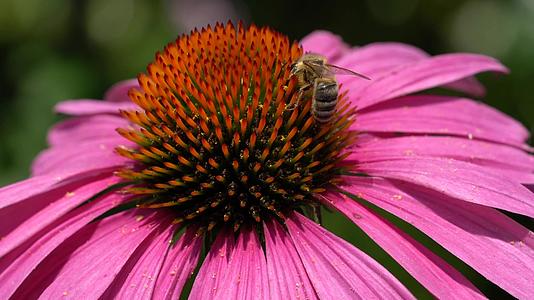 欧洲蜜蜂美食蜜蜂视频的预览图