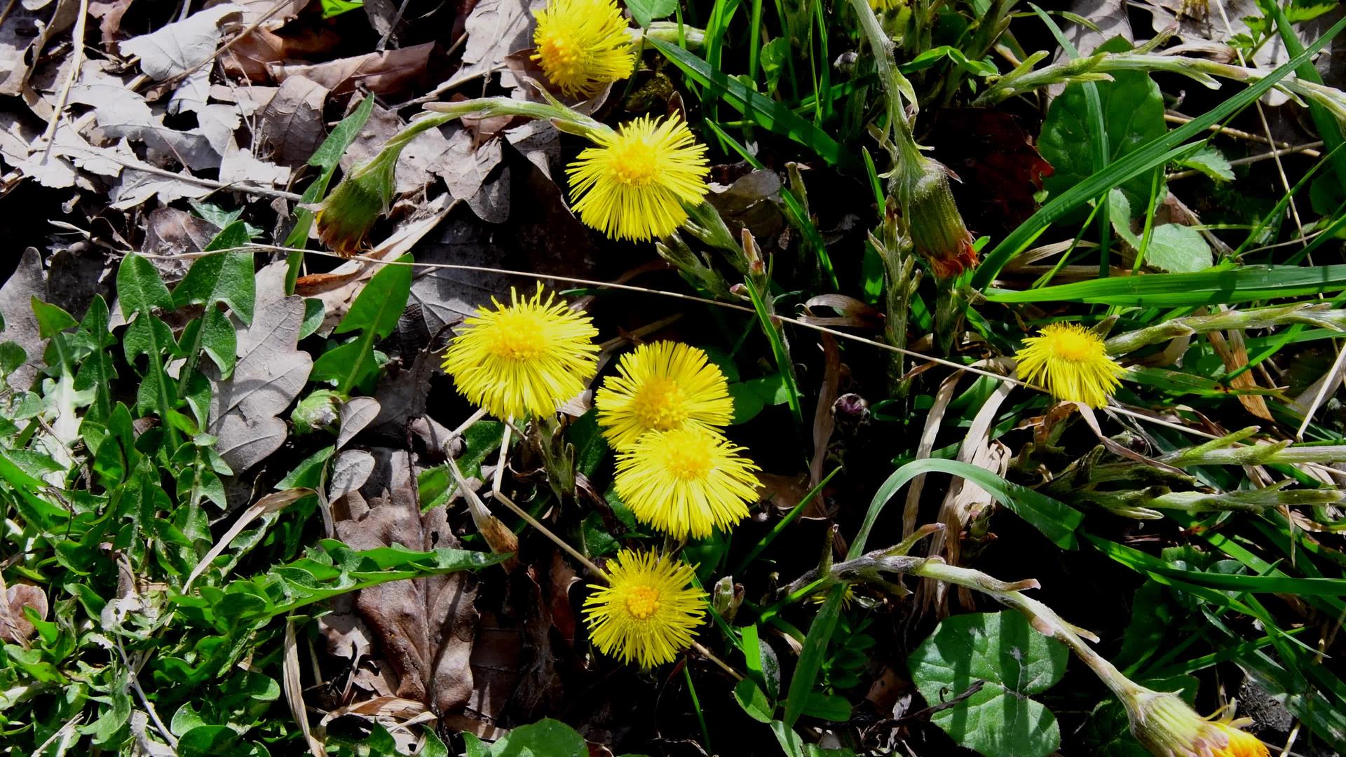 科洛茨脚药草德国春天的花朵视频的预览图
