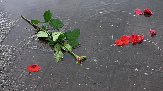 一个男人不小心踢了一朵玫瑰在路边的泥坑里打碎了它视频的预览图