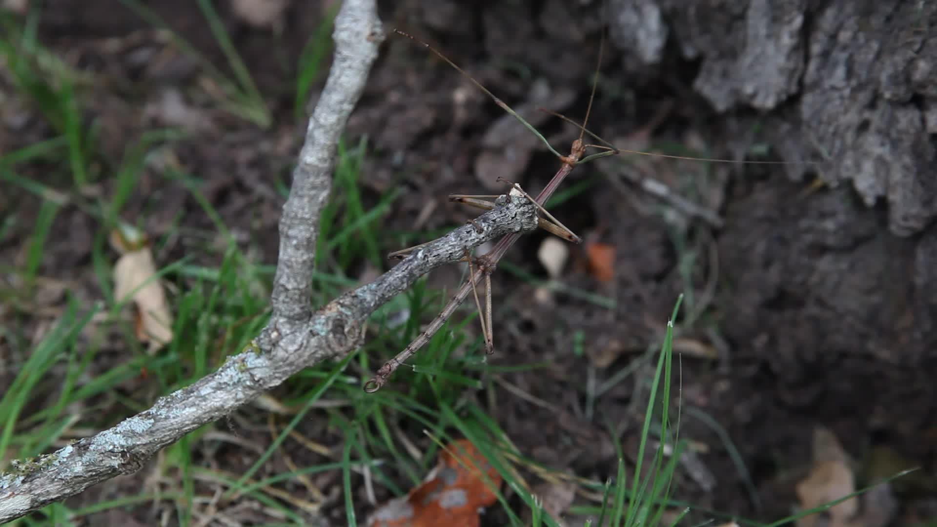 活棍刺昆虫视频的预览图