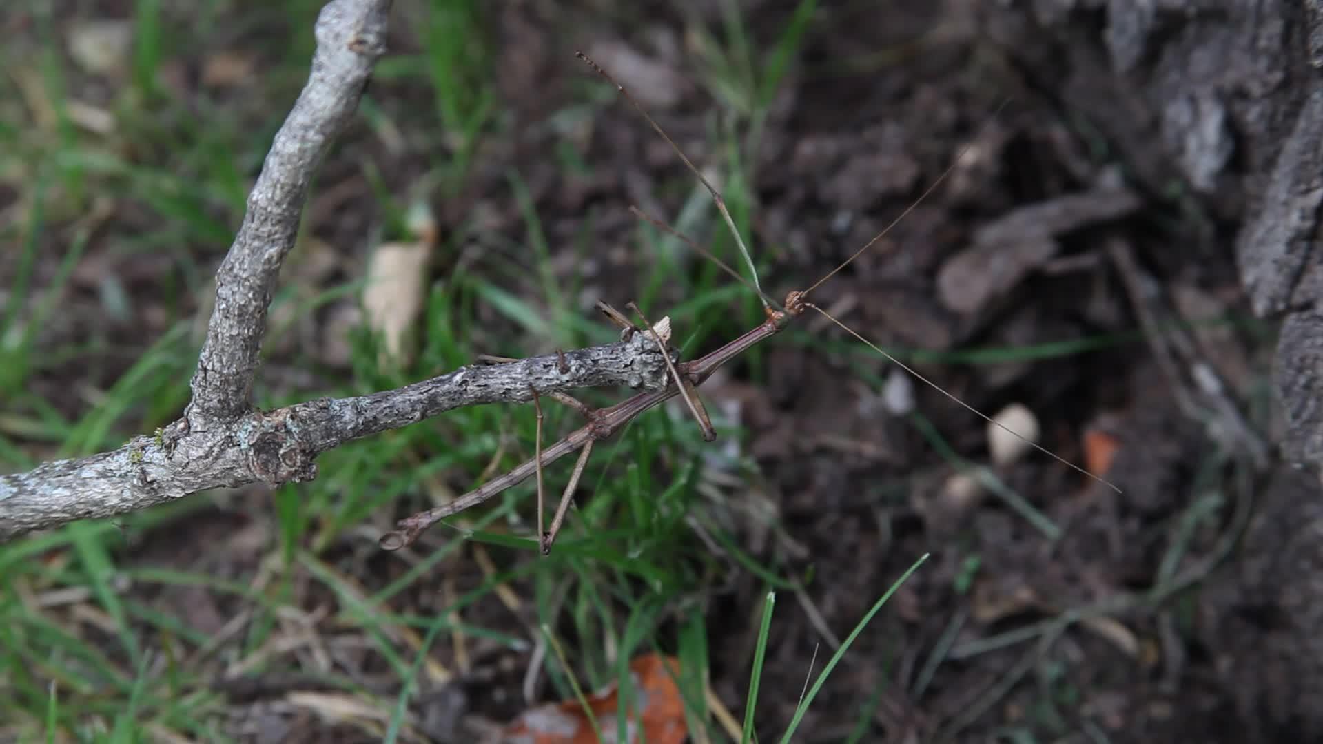 把行走的昆虫贴在树枝上视频的预览图