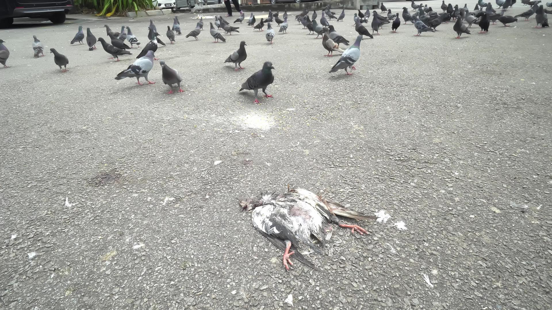 鸽子在沥青路上撒谎视频的预览图