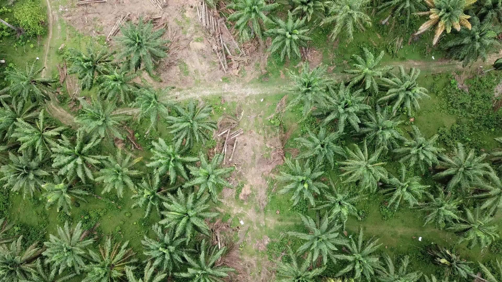 清油棕榈种植用于其他种植视频的预览图