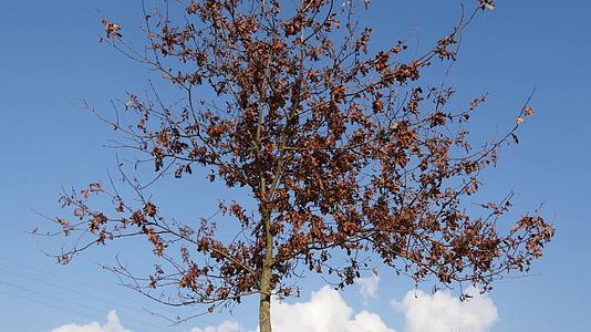 树上有枯叶的蓝天视频的预览图