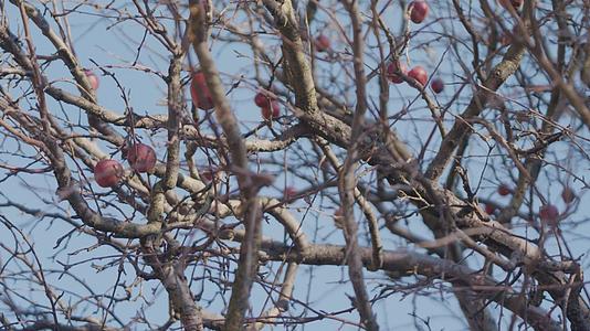 古老的红苹果挂在完全干燥的苹果树枝上没有叶子视频的预览图