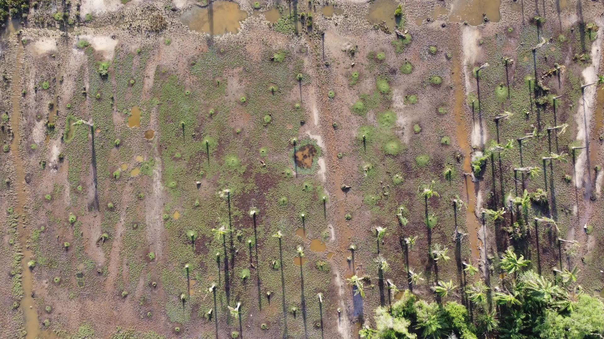 裸露的干油棕榈树日落视频的预览图