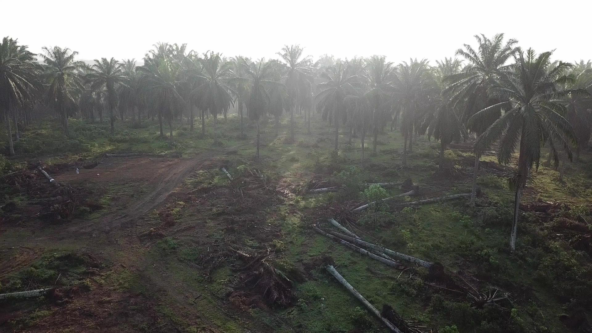 早上在马来西亚飞越死油棕榈视频的预览图