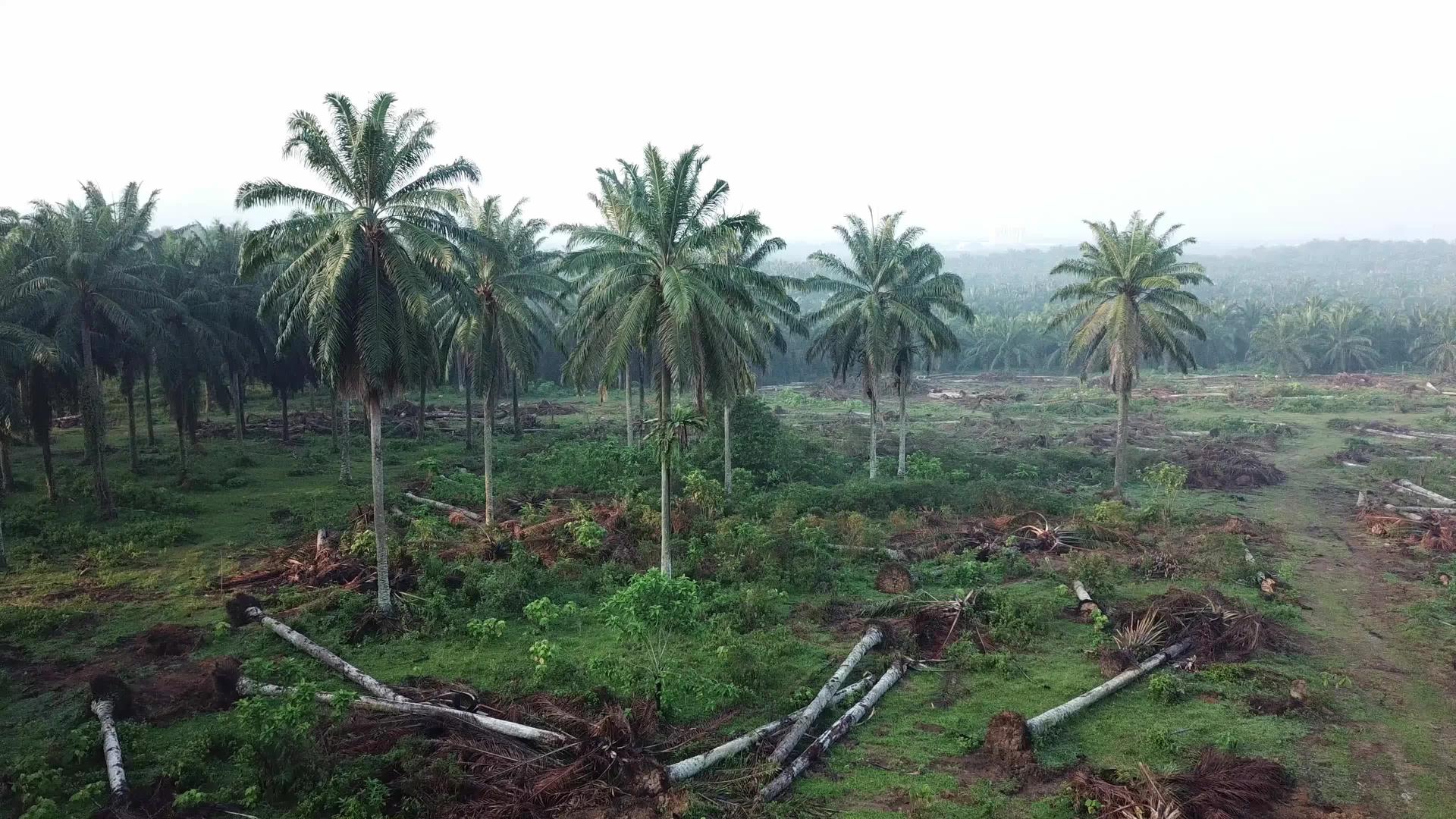 油棕榈种植园在空中观察视频的预览图