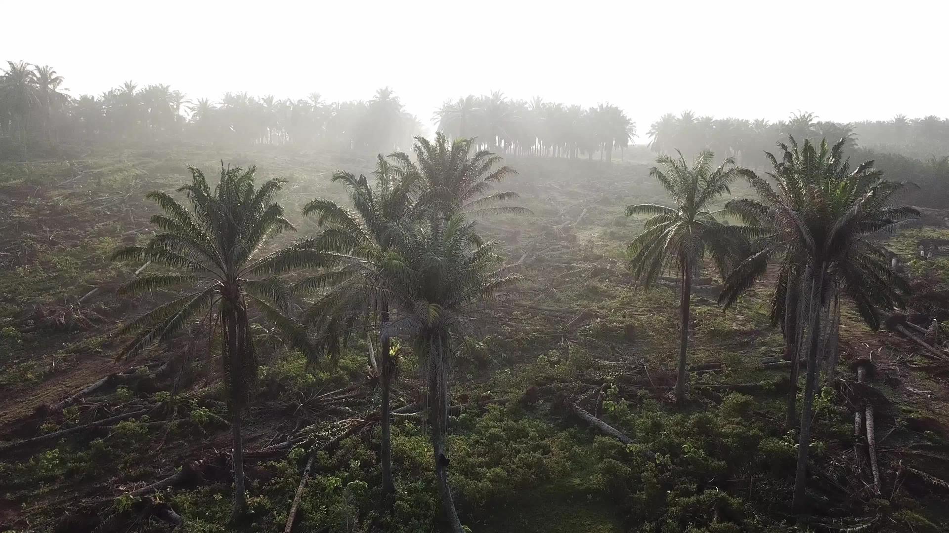 观察空中死油棕榈树视频的预览图