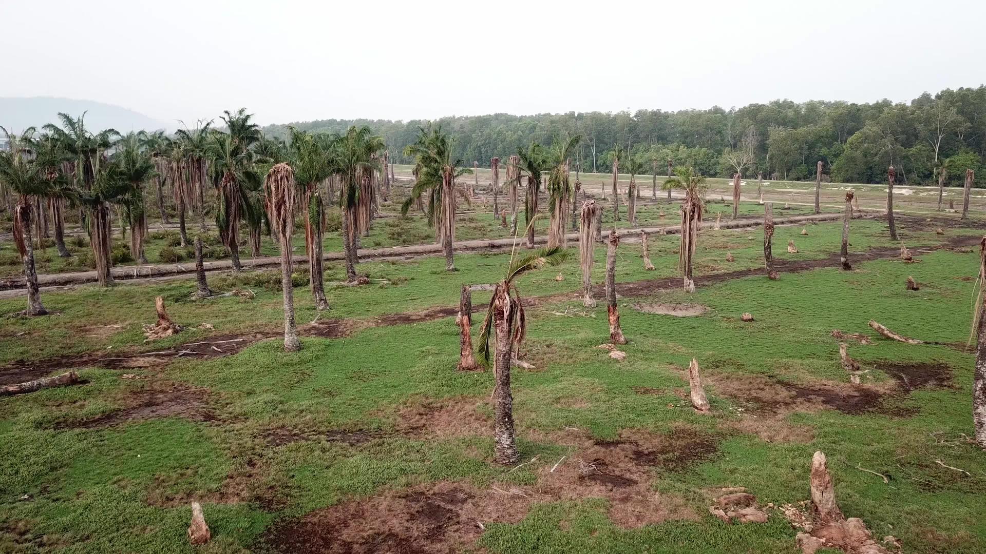 种植干棕榈树视频的预览图