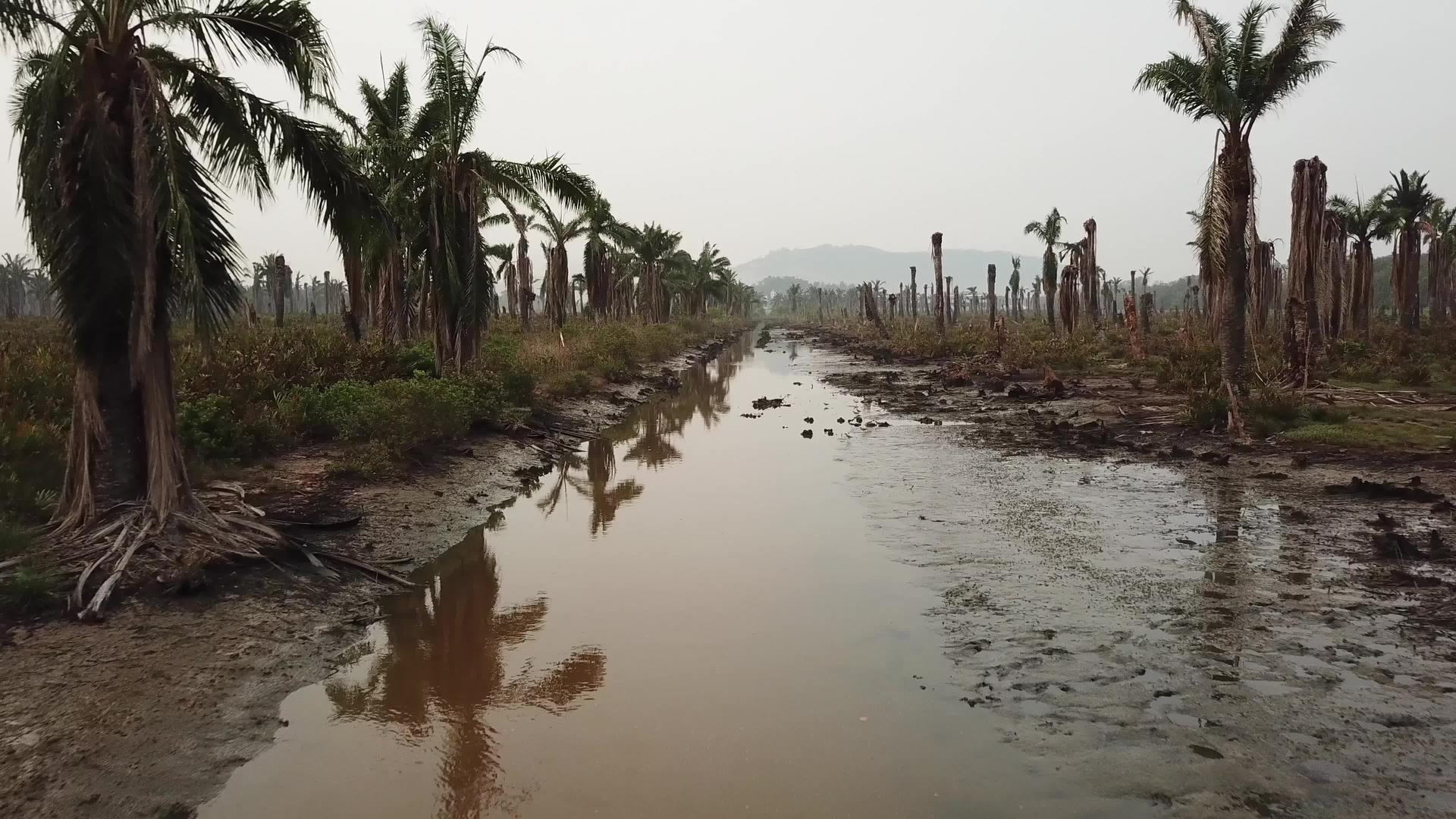 在朱鲁河两岸死油棕榈树在河上飞翔视频的预览图